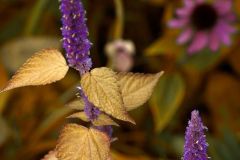 Nature's Palette