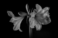 Amaryllis in B & W