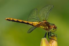 Cherry-Faced Meadowhawk