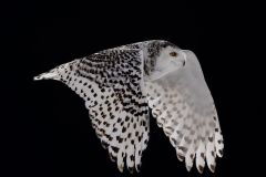 Snowy Owl