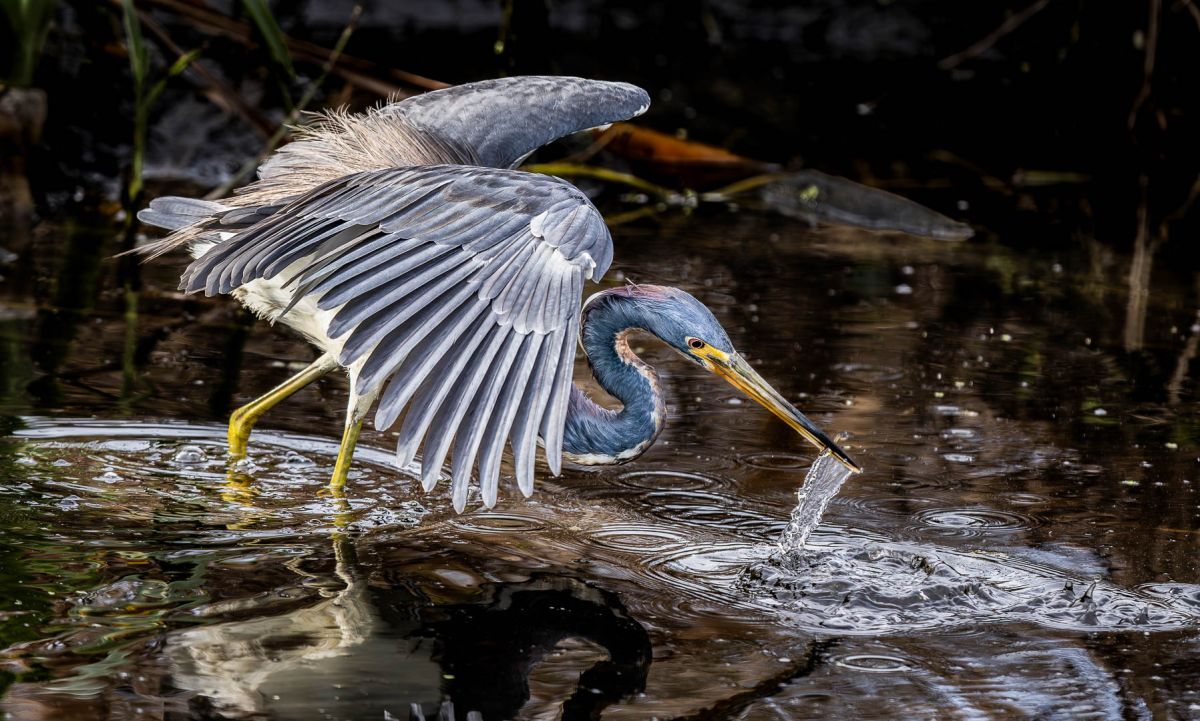 Tricolored Heron
