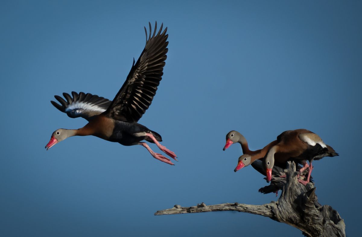 Follow Mom, Black-Bellied Whistling Ducks