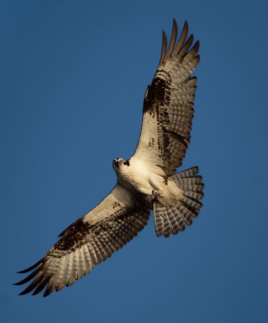 Osprey Flight with Nesting Material