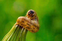 Grub