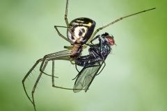 Argiope Aurantia with Prey