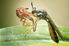 Robber Fly with Unidentified Prey