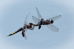Black Saddlebags Dragonflies in Tandem