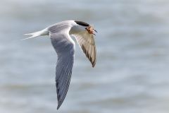 Common Tern with Catch