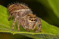 Jumping Spider