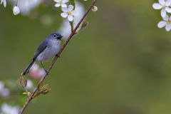 Blue Headed Vireo