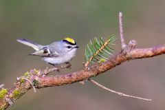 Golden Crowned Kinglet