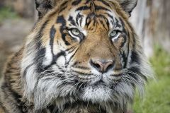 Siberian Tiger
