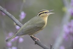 Worm Eating Warbler