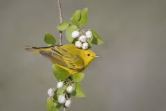 Yellow Warbler