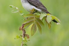 King Bird