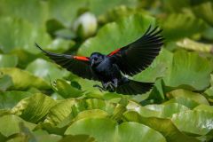 Redwing Blackbird