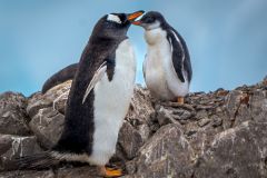 Gentoo Penguin Mother with Chick