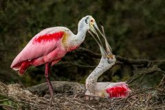 Roseate Spoonbills in Mating Plumage