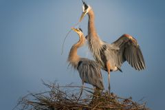 Great Blue Herons