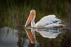 White Pelican