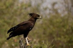 Long-Crested Eagle