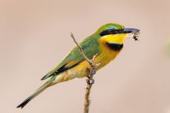 Cinnamon-Chested Bee-Eater