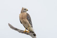 Red-Shouldered Hawk