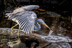 Tricolored Heron