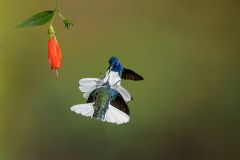 Jacobin Hummingbird Battle