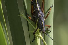 Eastern Lubber Grasshopper