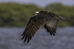 Osprey on the Hunt