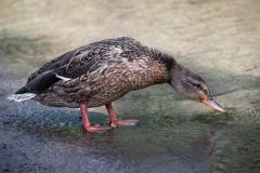 Young Mallard Duck