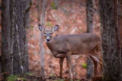 Young Buck