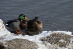 Mallard Pair