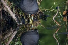 Hawaiian Gallinule