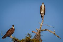 Osprey Couple