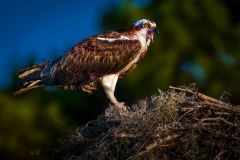 Osprey Nesting