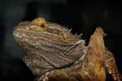 Bearded Dragon