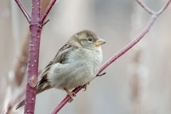 Female House Sparrow
