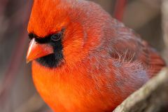Male Cardinal