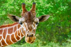 A Giraffe’s Curiosity