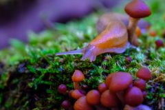 Slug Looking for Food