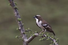 White Browed Sparrow Weaver