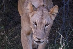 Lion on the Hunt
