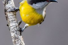 Bananaquit