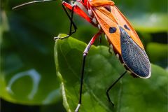 Red Cotton Bug