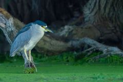 Black -Crowned Night Heron