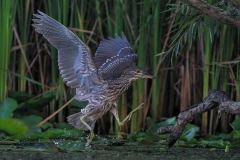 Juvenile Night Heron