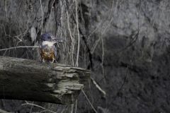 Ring Necked Kingfisher