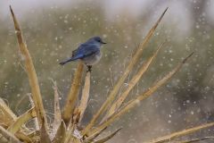 Mountain Bluebird Winters in Joshua Tree